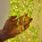 (DESIGN NO.5) 1 PCS Green Leaf LED Hanging String Lights | Decorative Fairy Lights for Ganpati, Durga Puja, Diwali & Home Décor
