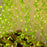 (DESIGN NO.5) 1 PCS Green Leaf LED Hanging String Lights | Decorative Fairy Lights for Ganpati, Durga Puja, Diwali & Home Décor
