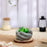 Mini Succulent with Hand Design Ceramic Look Pot for Gifting, Home Corner Decorative, Living Room, Bedroom, Office Desk, Table Decor and Book Shelf Decoration