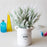 Artificial Lavender Flower Bunches in Pot | Faux Plant for Home Decor, Living Room, Bedroom, Office, Tabletop & Gifting ( Without Pot) (37 cm)