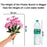 Artificial Dahlia Peony Flowers for Home, Office, Bedroom, Living Room, Events, Birthdays, Festivals & Gifting (Fabric, Without Vase)
