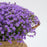 Artificial Baby’s Breath Gypsy Flowers | Gypsophila Bouquet for Home Decor, Bedroom, Balcony, Garden, Birthday Surprise & Wedding Décoration (28.5 cm)