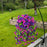 Artificial Hanging Flowers for Home Decor, Pink Flower Vine Garland for Wall, Door, Balcony, Garden, Wedding, Party, Mandap, Room, Office & Festival Decoration