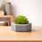 Mini Aesthetic Succulent Plant with Ceramic Cement Pot for Indoor, to Add Charm to Your Homedecor