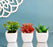 Succulent Small Mini indoor Plants with aesthetic cement pot(1 set =3pcs), Artificial Plant, indoor flower Plant with Pot