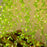 (DESIGN NO.5) 1 PCS Green Leaf LED Hanging String Lights | Decorative Fairy Lights for Ganpati, Durga Puja, Diwali & Home Décor