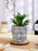 1 PC Mini Artificial Green Succulent with Aesthetic Ceramic Pot, Indoor Faux Flower Plant to Add Charm to Your Home Decor, Perfect for Gifting, Elegant Shelf, and Office Desk(Pack of 1)