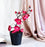 2 Pc Artificial Blossom Flower Stick with Plastic Pot Flower Pot for Home Decor, Living Room, Gifting, Table Top, Showpiece, Balcony, Raksha Bandhan Gifting(with Pot)