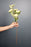 1 Bunch Carnation flower Sticks Artificial Flowers Bouquet Sticks for Gifting, Home Decor, Room,Bedroom, Living Room, Anniversary Decoration,Diwali Decor (Material: Fabric) (Without Vase Pot)